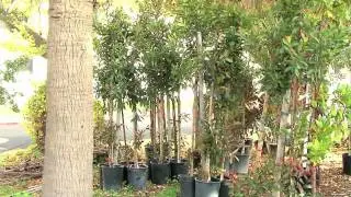 Science Today: Sustainable Holiday Trees | California Academy of Sciences