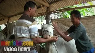 JASA PIJAT DAN TERAPI HEWAN JELANG IDUL ADHA