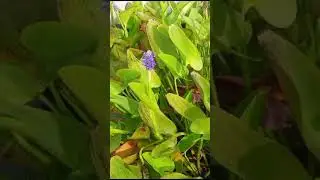 цветок понтедерия сердцевидная