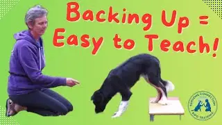 How to Teach Your Dog to Back Up - Using the Rear Foot Target Method