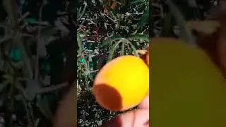 Passion fruit - Passiflora Caerulea (Blue Crown Passion flower)