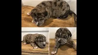 Merle Neapolitan mastiff mix puppies