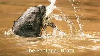World&rsquo;s Top 10 Wildlife Destinations 🐾 | Best Places for Nature & Adventure Lovers