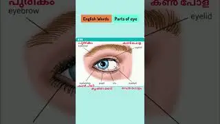 English words #parts of eye #vocabulary