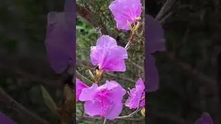azalea flower #azalea #flower #azaleaflower #Queens #NewYork #Flushing #Spring #Flowers