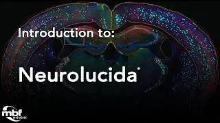 Introduction to Neurolucida