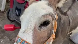 FB Goldy's Farm Animal Sanctuary  Magnus the marauding donkey! 810am 7222025