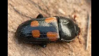 Glanskever Ipidia binotata