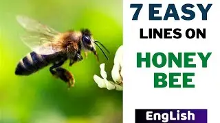 7 Best Lines on Honey Bee in English - Easy Write or Speech on Honey Bee