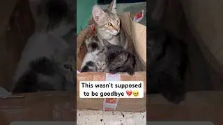 I hope they are safe..wherever they are 🤍 #cat #catshorts #catvideos #kitten #catstory #sad #viral