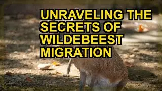 The Great Migration Mystery