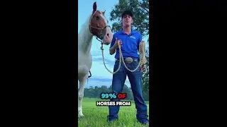 99% Of Horses Won't Pass! | The Horse Guru-Michael Gascon