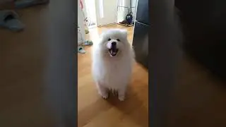 The little awoo 😍😍😍