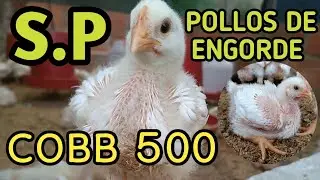 Sistema de PRODUCCIÓN POLLOS de ENGORDE COBB 500. #Avicultura