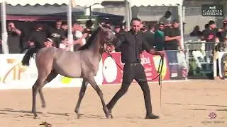 N.359 KLEOPATRA V - Manda Arabian Horse Show - Futurity Fillys 2024 C (Class 36)