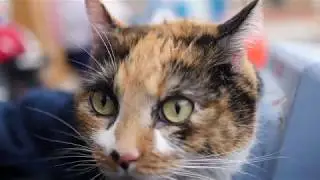 Blessing of Pets!