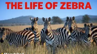 Zebra Documentary 🦓 | Survival, Migration, Life Cycle & Nature&rsquo;s Striped Strategy Explained