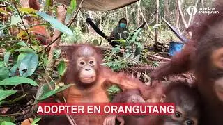 Adopt&eacute;r en orangutang