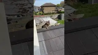 My kitten sun lounging on the conservatory roof'