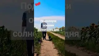 Bagir .подсолнухи осколки солнечного дня. #cat #bagir