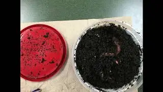 Soil Ecosystems & Cycles