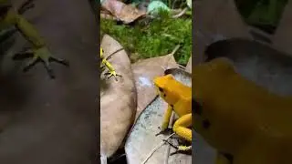 The golden poison frog (Phyllobates terribilis).