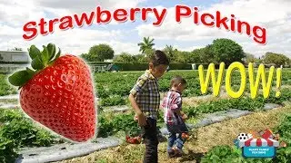 Strawberry Picking - Sean's Family Fun Zone