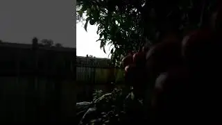 PANEN BUAH PLUM / HARVEST PLUMS