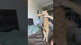 #cat #boner #pets #funny #shorts #reels