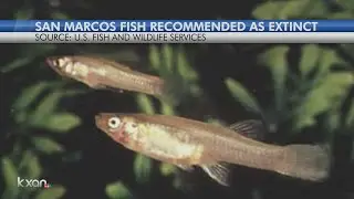 San Marcos fish recommended to be extinct