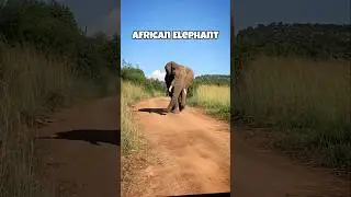 Most Aggressive animals in the world. #animals #shorts