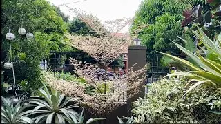 A quick tour and check on our beauties in the garden 👌🍀🍃🥰 #plantita #plantsmakeushappy #garden