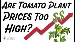 Are Tomato Plant Prices Too High?