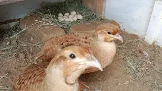 teetr pairs last breeding💕@wildfilmspakistan5668 #teetr pairs #teetrkiawaz