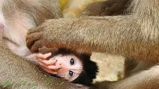 New born baby monkey George🐒 very happy grooming by Pigtail girl Clara / Monkey Post