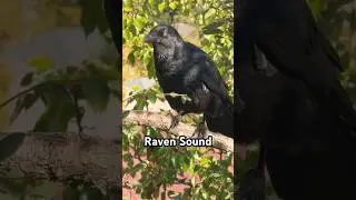 Raven Sound