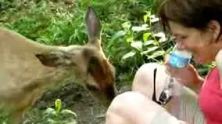 Licked by a deer....