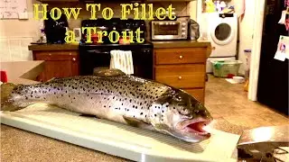 How to Fillet Trout (normal size and larger fish)