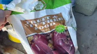 Fertilizing Tropical and Deciduous Fruit Trees