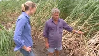 CNN: Cyclone destroys sugar cane fields