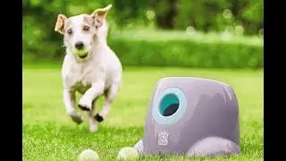 Best value automatic ball launcher for dogs