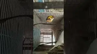 Cleberson Natureza  est&aacute; ao vivo!