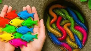 Catch beautiful aquarium fish in small pond baby turtles, pencil fish, guppies, molly fish, spider.