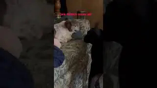 Nothing between those ears. #fyp #dog #funny #fun #jokes #dogs #funnyanimals #funnyvideo #love