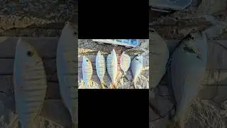 P&ecirc;che en Tunisie carthage #shimano #daurade #fishing