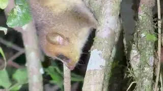 Madagascar: Mantadia NP - Adorable mouse lemur