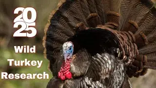 Reflections & Ambitions: Big ideas for turkey science | Ep 113
