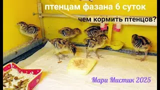Pheasant chicks are 6 days old 08/25/25 #hunting_pheasant WHAT TO FEED THE CHICKS?