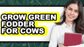 How To Grow Green Fodder For Cows (Only Way)