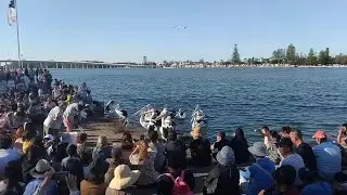 The Entrance Pelican Feeding